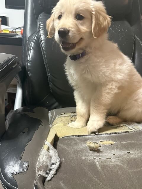 Golden retriever puppy sitting proudly on a torn up office chair